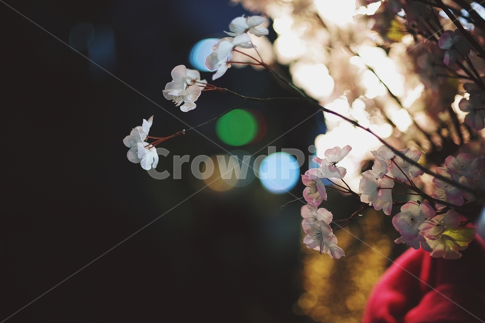 밤,겨울,빛,꽃,나무,night,light,winter,flower,tree,보케,boke,빛망울,조명,식물,자연,plants,nature,꽃,flower
