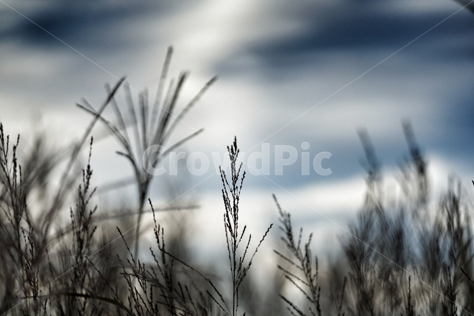 하늘공원,하늘,억새,갈대,축제,식물,자연,plants,nature,감성,sensible,feeling