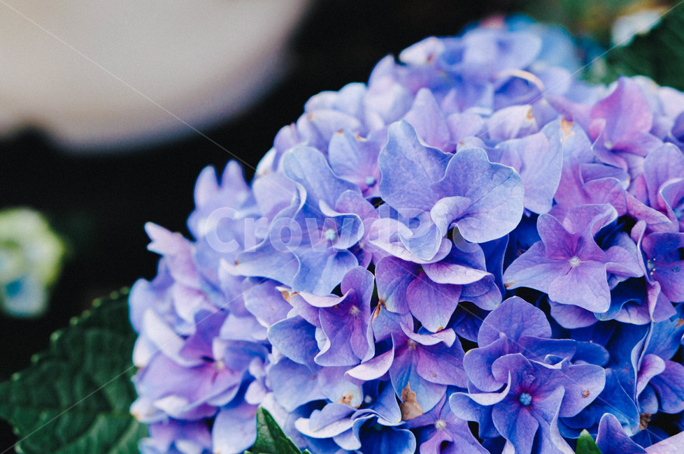 수국,일본수국,여름꽃,자연,hydrangea,6월,파란수국,수국꽃