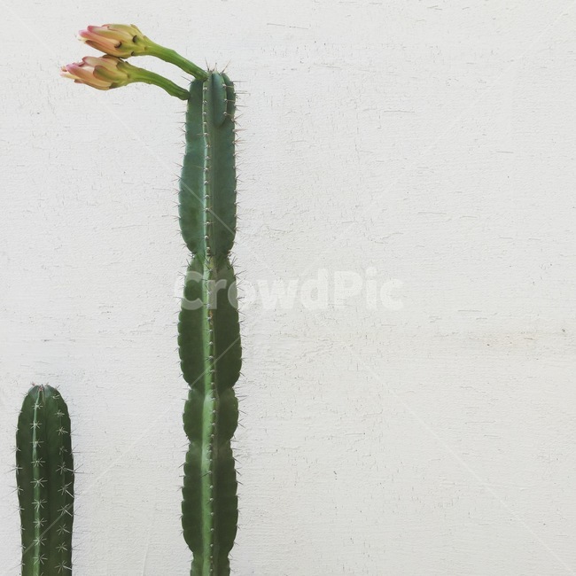 식물,선인장,cactus,반려식물,선인장꽃,식물,자연,plants,nature