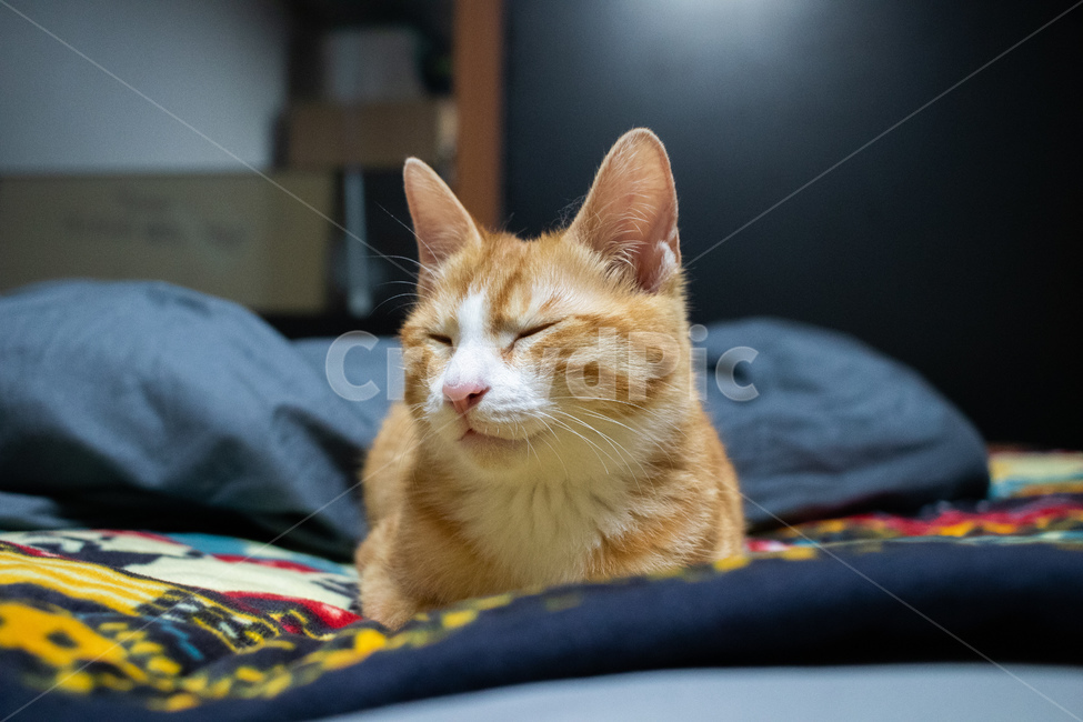 고양이,코리아숏헤어,코숏,아기고양이,치즈태비,치즈고양이,동물,animal,포유류,mammal,고양이,cat,kitten,kitty