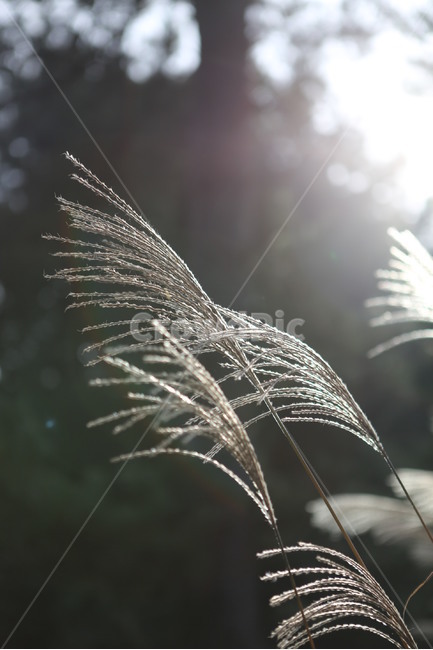 갈대,하늘,공원,빛,바람,식물,풍경,가을,계절,식물,자연,plants,nature,휴식,힐링,rest,relaxation,healing