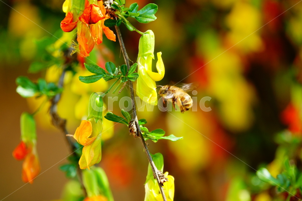 골담초,꿀벌,야생화,꽃,봄,식물,자연,plants,nature,동물,animal,곤충,벌레,insect,bug