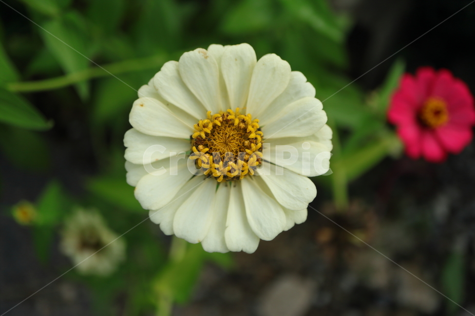 plant,식물,백일홍,zinnia,ninniaelegans,흰색백일홍,국화과,속씨식물,쌍떡입식물,초롱꽃목,원예종