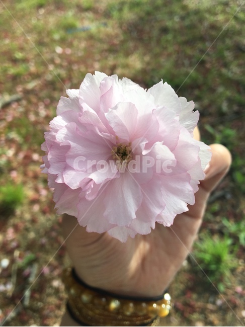 봄꽃,분홍꽃,감성,잔디밭,봄