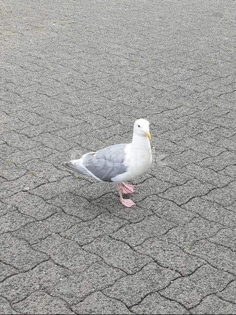 갈매기,seagull,옆모습,새,홀로,외로움,고독,동물,animal,조류,새,birds