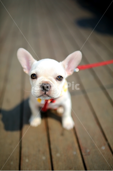 불독,반려견,강아지,동물,애완동물,프렌치불독,개,dog,포유류,animal,가정견,멍멍이,귀여운강아지,kitty,귀여운동물,시크,흰색,동물,animal,포유류,mammal,개,강아지,dog,doggy