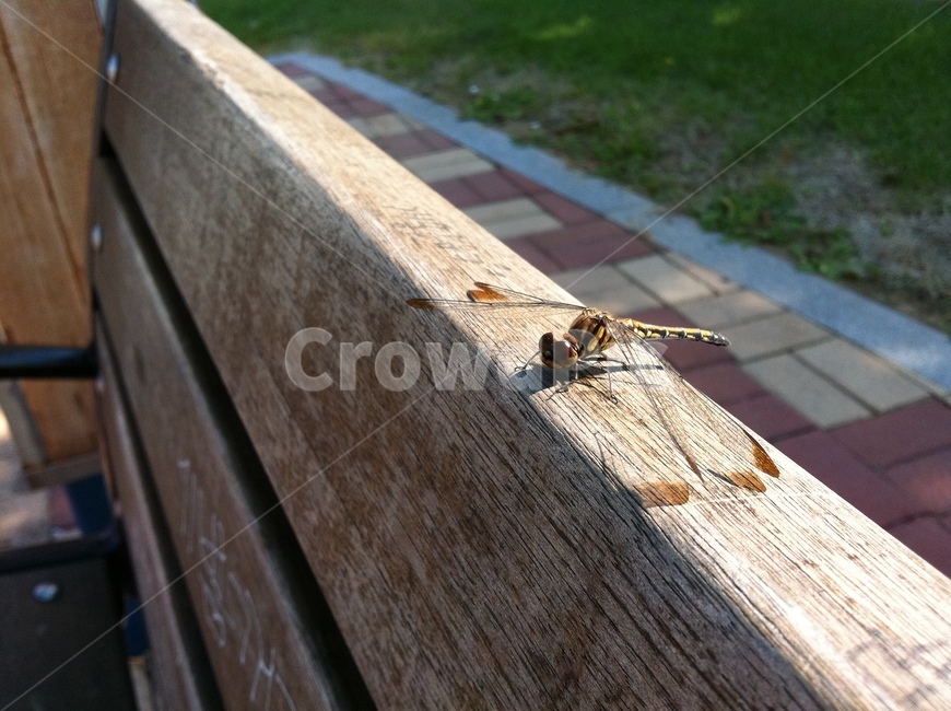 잠자리,곤충,의자,나무,휴식,동물,animal,곤충,벌레,insect,bug