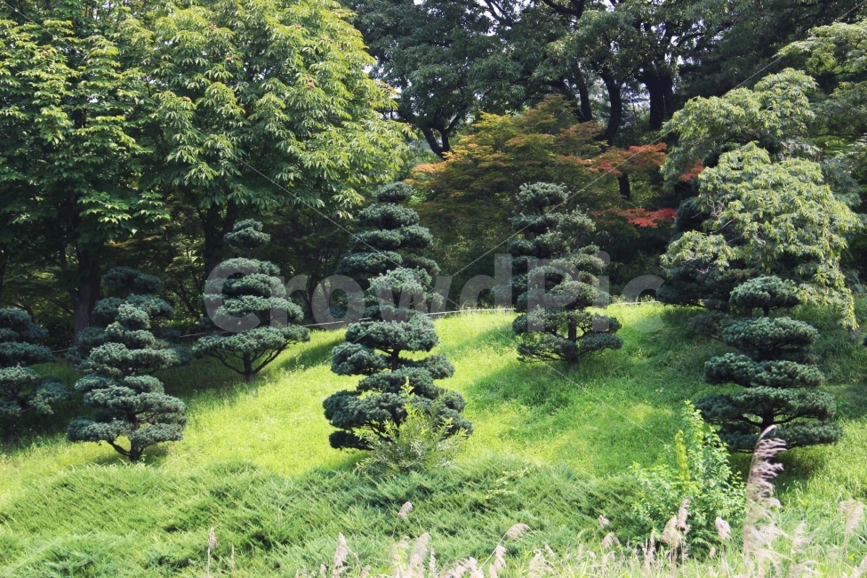 나무,식물,자연,야외,공원,정원,풍경,자연,풍경,nature,landscape,plant,tree,fir,전나무