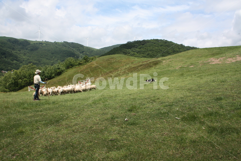 sheep,양,양때목장,숲,식물,잔디,목장,tree,나무,산업,industry,industrial,목축업,목장,livestock farming,ranching,pasture