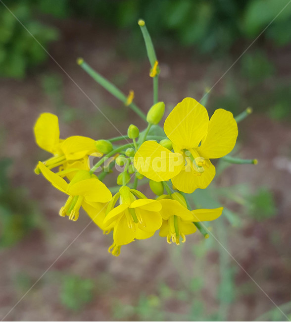 꽃,flower,야생화,생화,근접