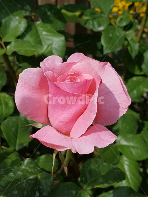 rose,장미,식물,꽃,flower,핑크로즈,핑크장미,분홍장미,식물,자연,plants,nature,꽃,flower