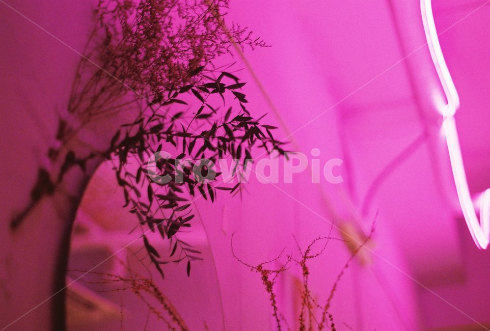 purple,보라색,plant,식물,인테리어,조명,필름사진,감성사진