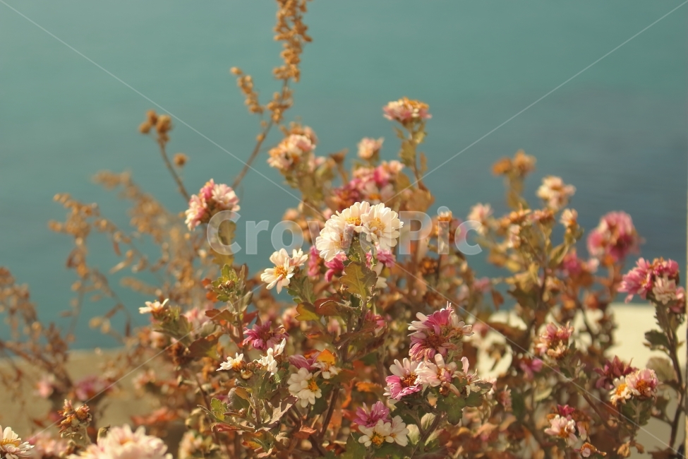꽃,여행사진,바다,감성사진,생화,식물,자연,plants,nature,꽃,flower