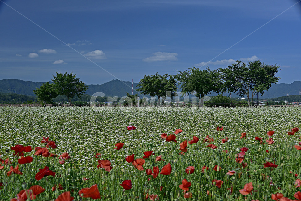 메밀꽃,이효석,봉평,연인,메밀꽃필무렵,메밀꽃축제,자연,풍경,nature,landscape,plant,식물