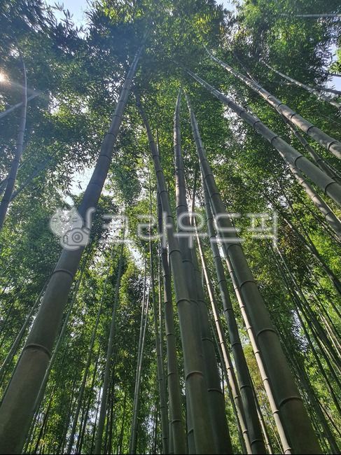 bamboo,bamboo forest,Damyang,plant,Juknokwon