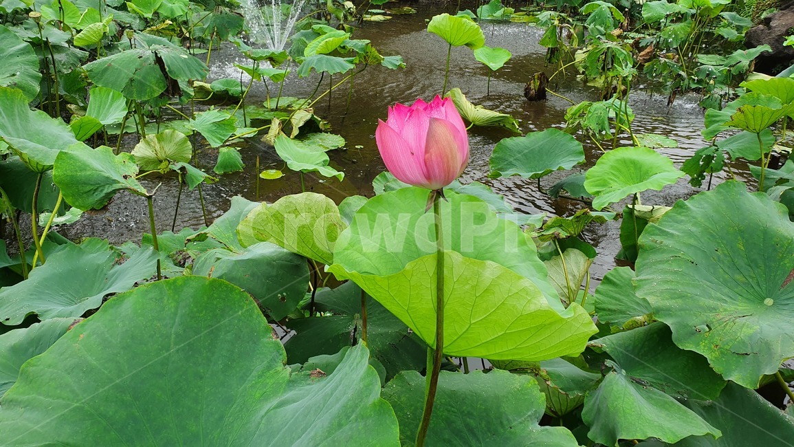 연꽃,flower,꽃,blossom,식물,plant,연못,자연,풍경,식물,자연,plants,nature,꽃,flower