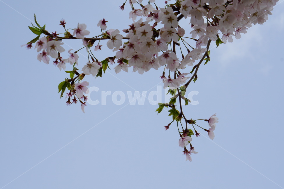 벚꽃,꽃,하늘,여백,봄,공간,설레임,봄,계절,spring,season,식물,자연,plants,nature,꽃,flower,plant,blossom