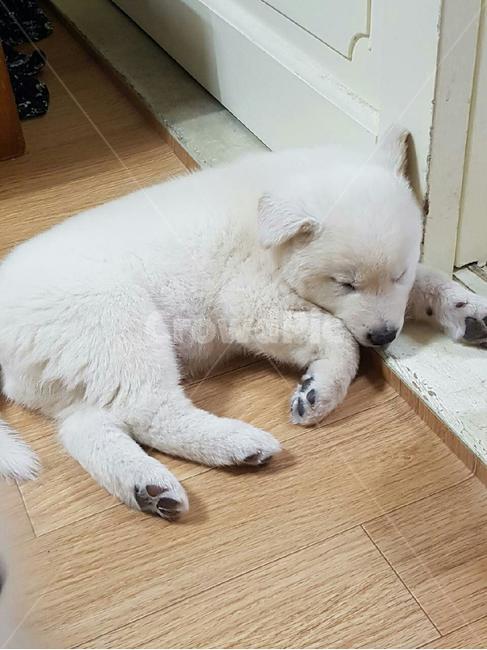 잠자는강아지,귀여운강아지,강아지,애완견,dog