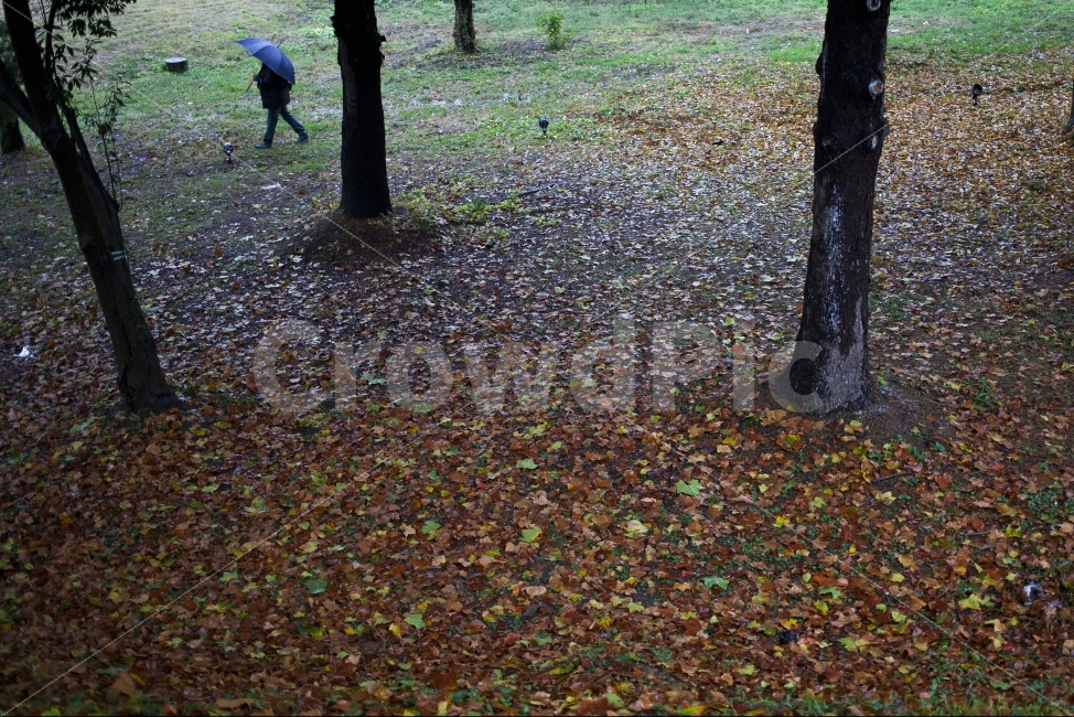 계절,가을,가을비,낙엽,사람,우산,나무,비오는날,비,감성,감성사진,가을,계절,fall,autumn,season,비,비오는날,rain,rainy,ground,바닥,tree,plant,식물,tree trunk,나무 줄기