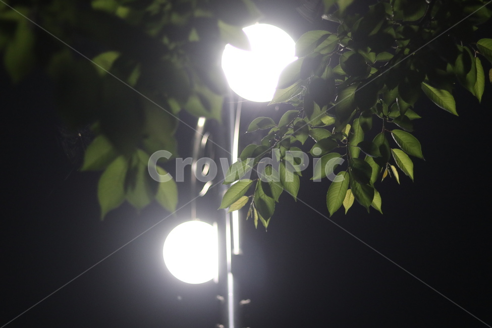 가로등,나무,빛,야경,따스함,야경,밤,풍경,nightscape,night,landscape,식물,자연,plants,nature,lighting,조명,flare,플레어,light