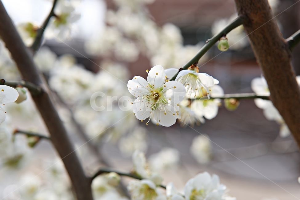 매화꽃,매화,꽃,꽃잎,봄꽃,봄,공원,식물,자연,식물,자연,plants,nature,꽃,flower
