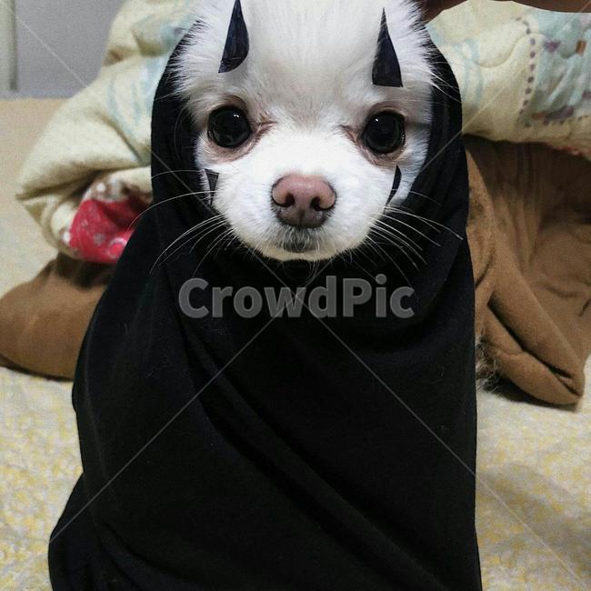 강아지,귀여운강아지,애완견,애완동물,dog