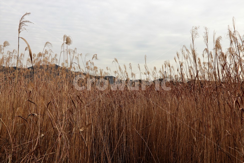 갈대,순천만,가을갈대,가을풍경,나무,가을,계절,fall,autumn,season,자연,풍경,nature,landscape,plant,식물,grass,잔디,lawn,reed