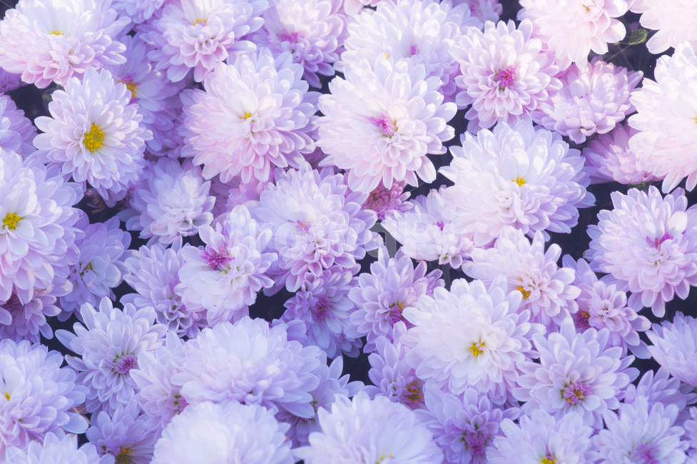 chrysanthemum flower,small country,blossom,Chrysanthemum,plant,flower