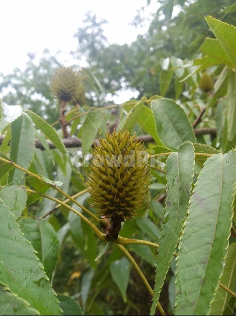 식물,plant,잎,leaf,tree,나무,식물,자연,plants,nature