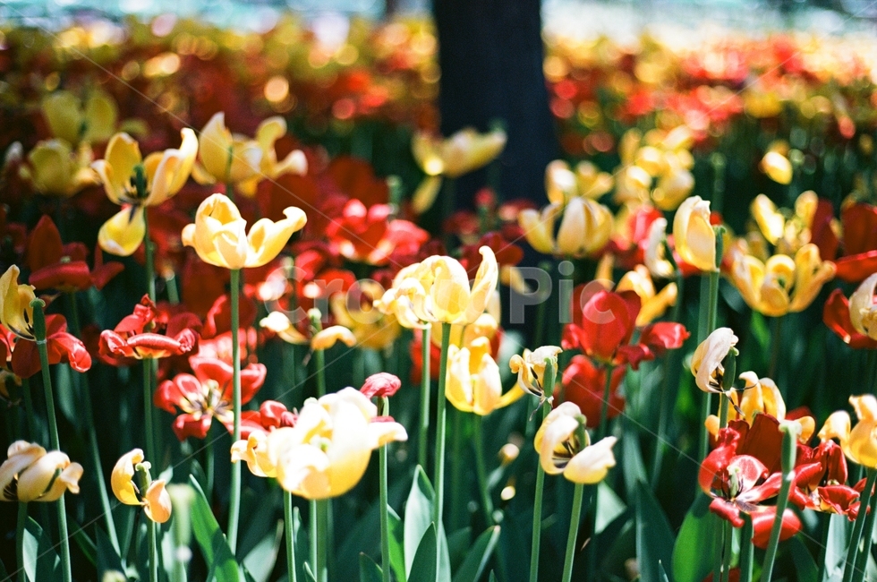 plant,식물,blossom,꽃,flower,식물,자연,plants,nature,꽃,flower