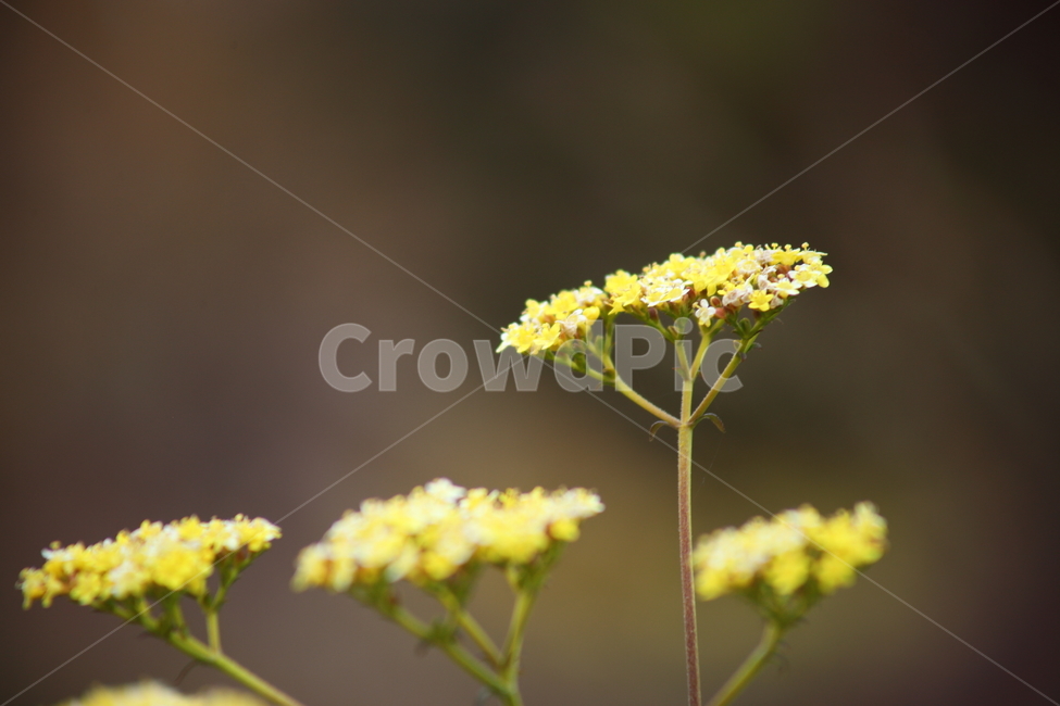 마타리,가양취,야생화,꽃,goldenlacepatrinia,식물,자연,plants,nature,꽃,flower