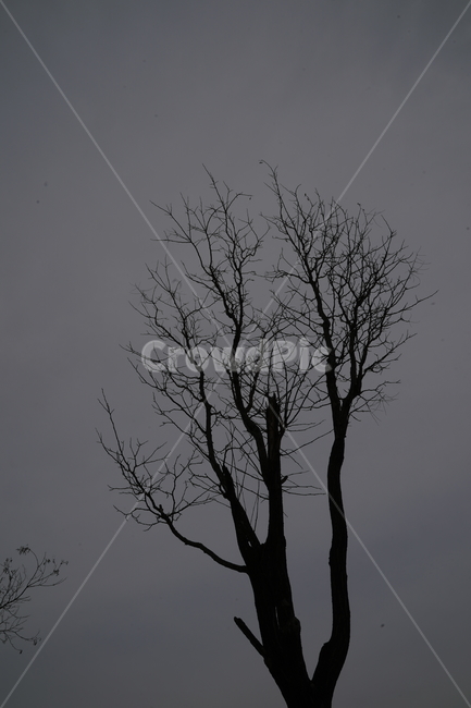 silhouette,실루엣,plant,식물,tree,나무,감성사진,자연