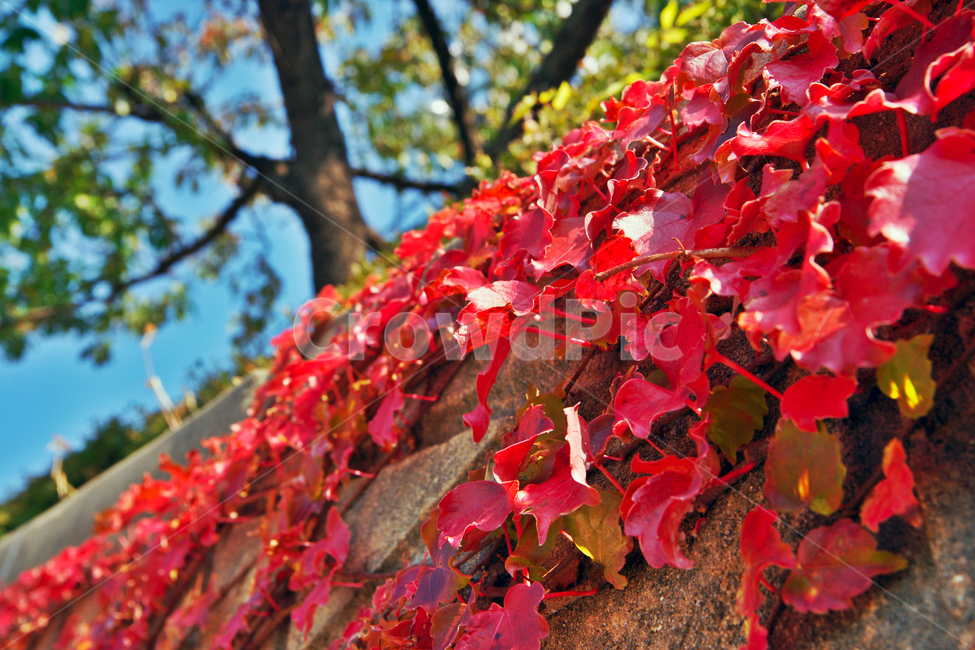 단풍,담쟁이,가을,붉은잎새,담장,가을,계절,fall,autumn,season,plant,식물,leaf,잎,tree,나무,maple