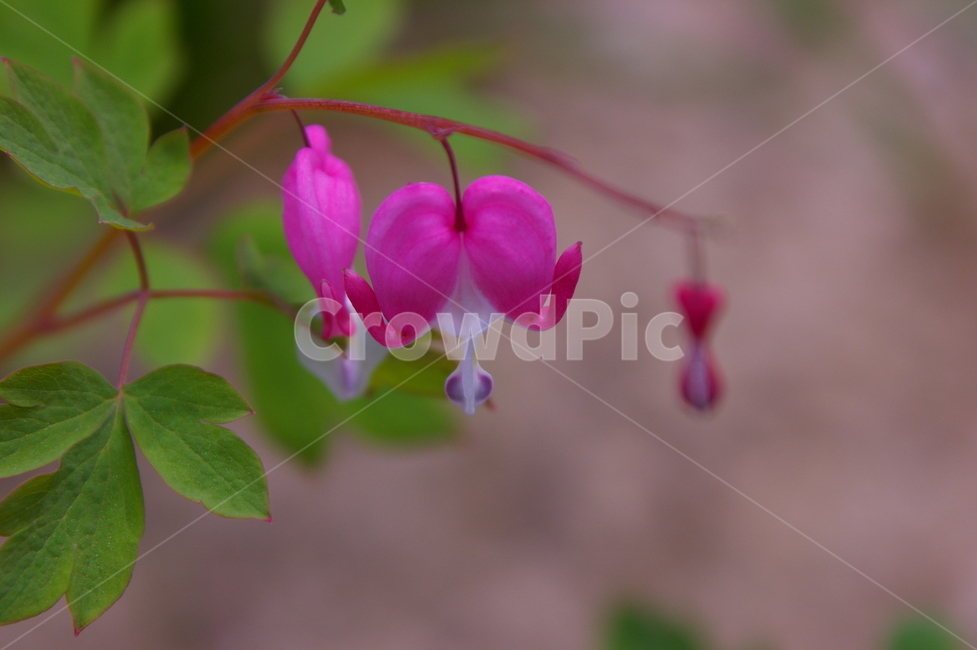 꽃,식물,plant,flower,blossom,클로즈업,봄꽃,식물,자연,plants,nature,꽃,flower