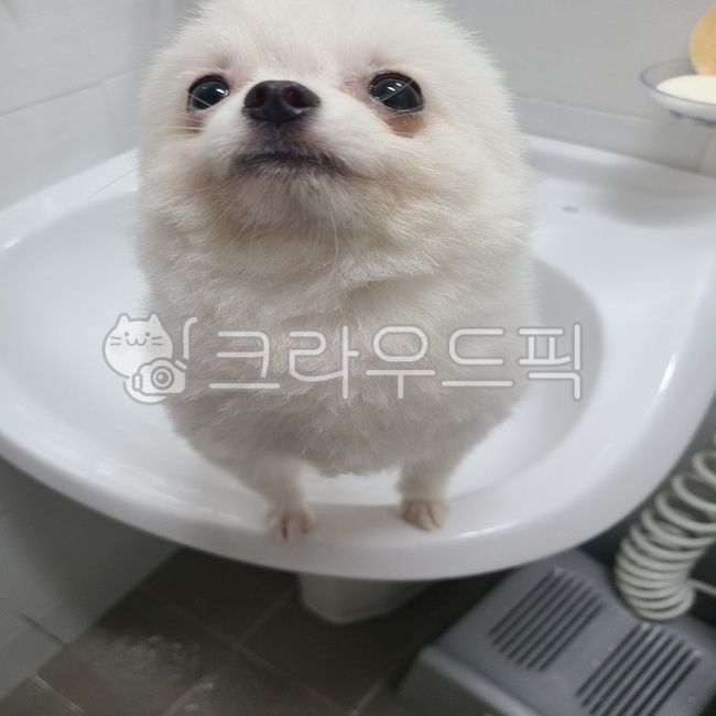 toilet dog,form,pretty puppy,pomeranian,Puppy concentrating