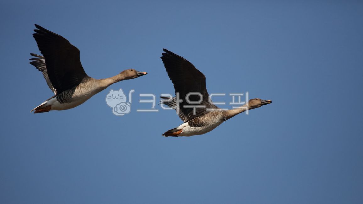 bird,새,동물,기러기,anseriformes