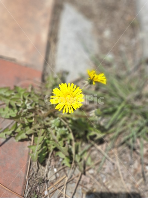 봄,spring,민들레,dandelion,노란꽃