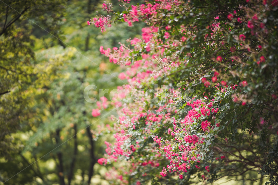 배롱나무,백일홍,꽃,꽃나무,나무,자연,산,봄,분홍,핑크,식물,자연,plants,nature,꽃,flower