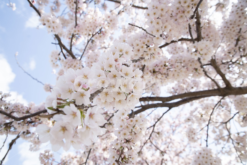 벚나무,벚꽃,봄,봄꽃,꽃나무,plant,flower,꽃,식물,blossom