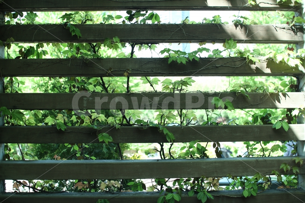 식물,서울숲,풀잎,햇빛,식물사진,풀잎사진,사진,photo,photography,plant,light,감성,감성사진,분위기,분위기사진,식물,자연,plants,nature