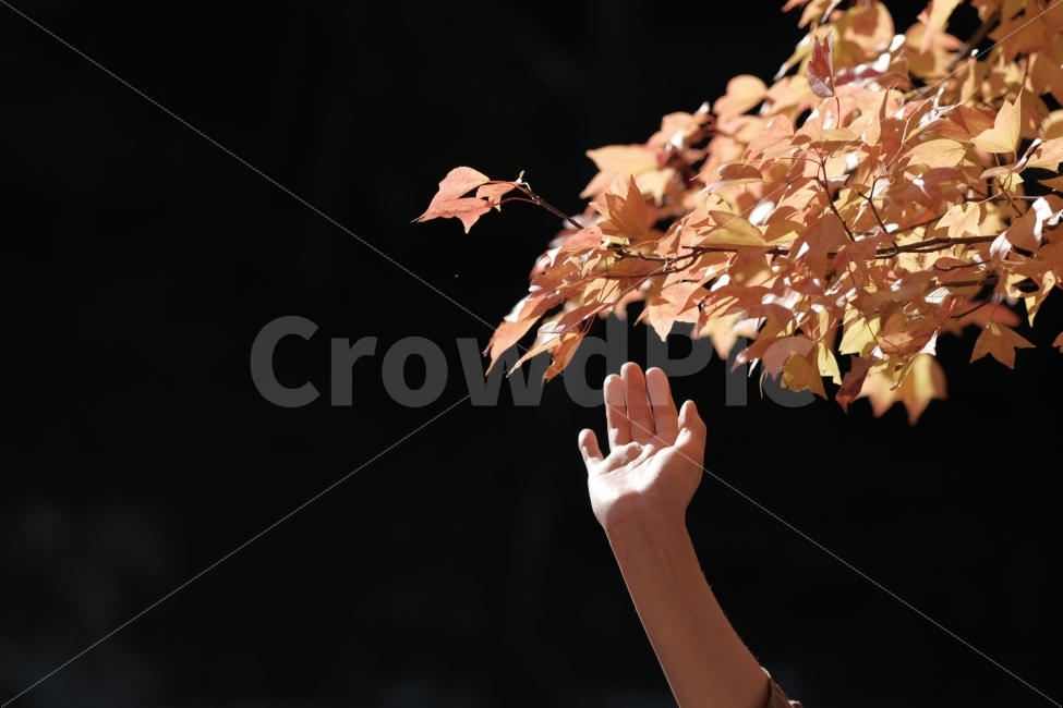 단풍,가을,빛,가을빛,손길,따스함,나뭇잎,단풍잎,나무가지,햇살,가을,계절,fall,autumn,season,식물,자연,plants,nature,사람,인물,인간,human,person,신체일부,몸,body,감성,sensible,feeling,plant,leaf,잎,tree,나무