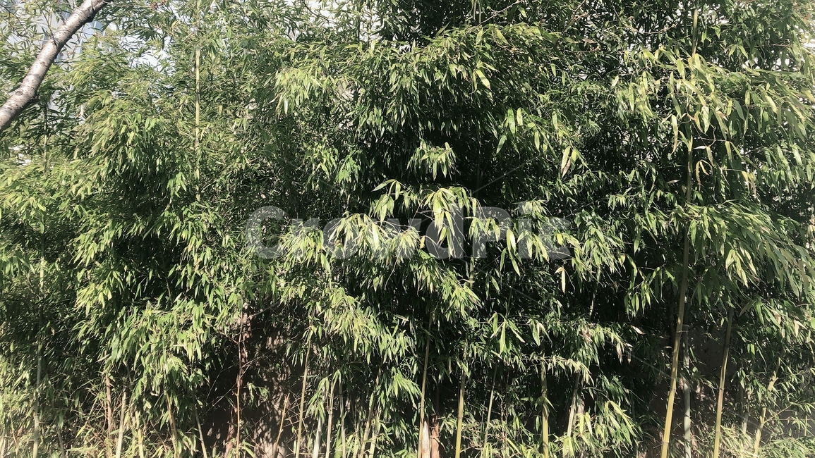 대나무,도심속대나무,햇살,화창한날,봄과나무,자연,풍경,nature,landscape,tree,나무,plant,식물