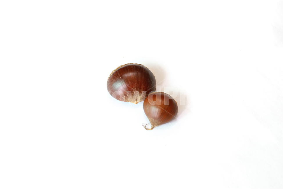 autumn,brown,chestnut,closeup,fall,food,macro,natural,nature,nut,plant,white,whitebackground,가을,밤,열매,클로즈업,음식,자연,흰배경,탑앵글,탑뷰,알밤,과일,열매,fruit