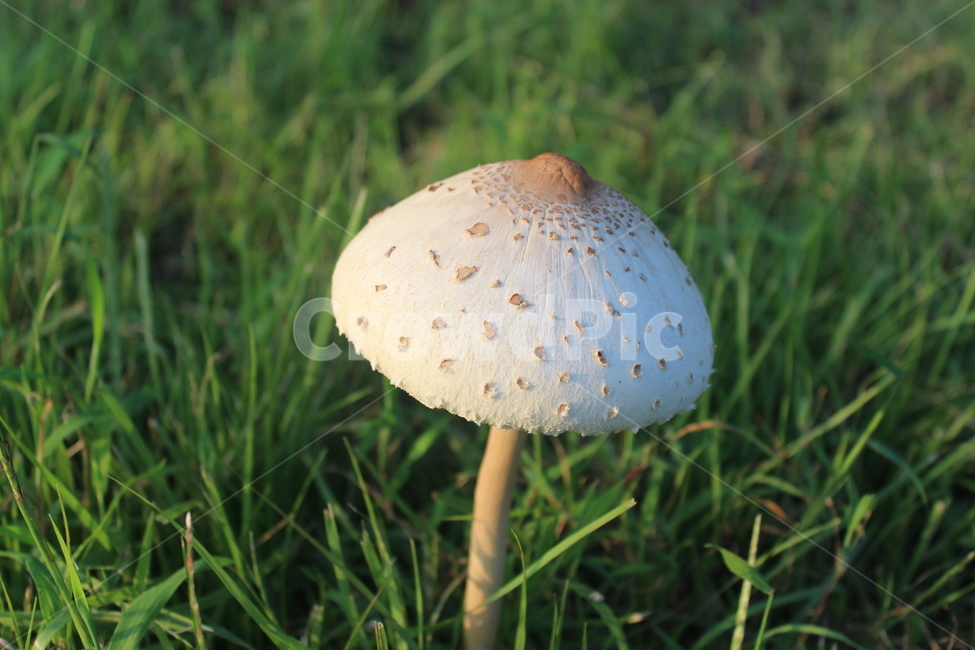 식물,plant,버섯,mushroom,fungus,식물,자연,plants,nature,버섯,mushroom