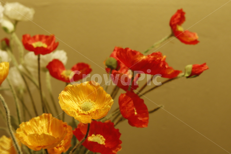꽃,flower,양귀비,빨간색,노란색,따뜻한,꽃,flower,실내용화초,화분,화초,house plant