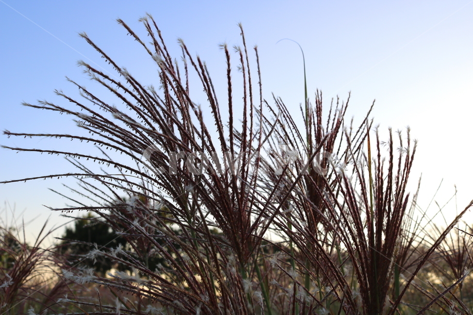 억새,억새풀,식물,자연,가을,벼과,가을,계절,fall,autumn,season,grass,잔디,plant,lawn