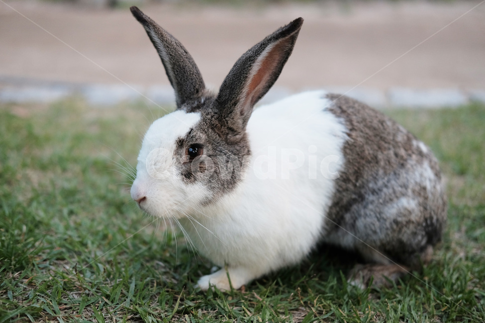 토끼,가축,동물,자연,귀여운,rabbit,동물,animal,포유류,mammal