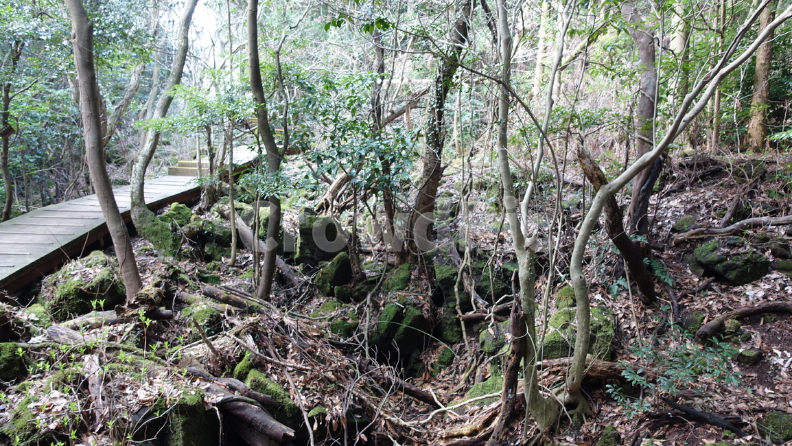 제주도,거문오름,오름,자연,nature,숲,forest,수풀,나무,tree,jeju,jejuisland,green,비자림