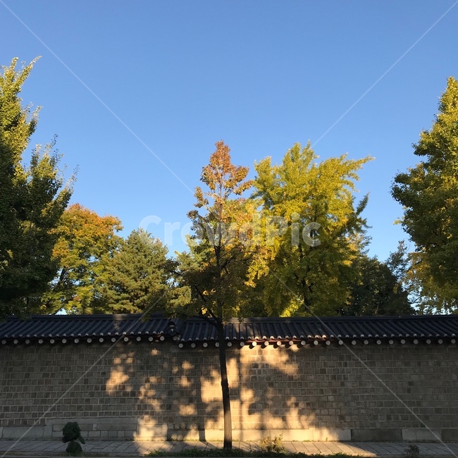 가을,볕,돌담,가을볕,햇빛,가을,계절,fall,autumn,season,tree,나무,plant,식물,fir,전나무